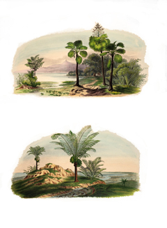 Borassus flabellifer Palmyra Palm Borassus flabellifer Palmyra Palm